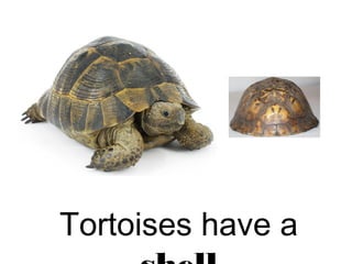 Tortoises have a
 