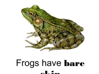 Frogs have bare
 