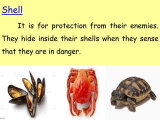 Hiding Shellsin Animals Animal body parts | PPTX