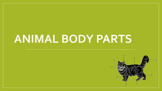 ANIMAL BODY PARTS
 