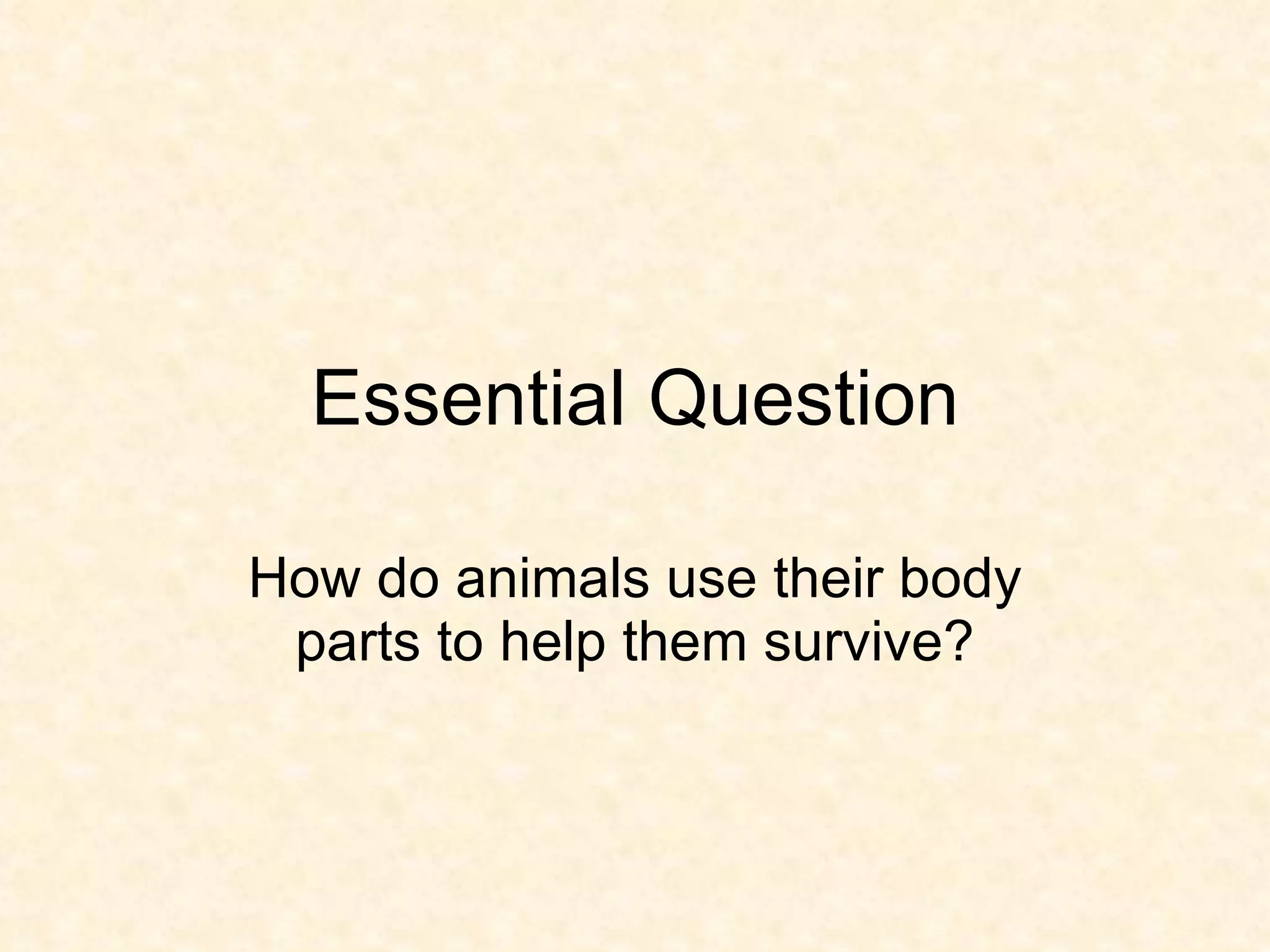 Animal body parts and their uses | PPT