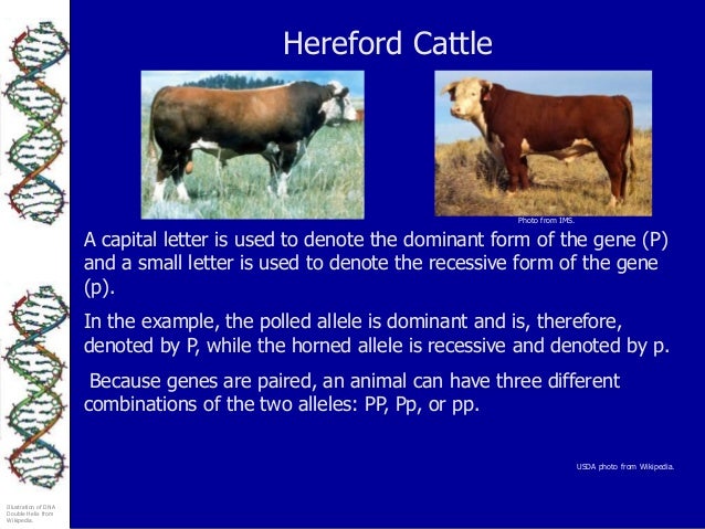 Animal Breeding