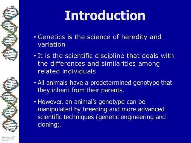 define animal breeder