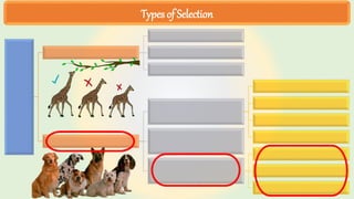 Types of Selection
 