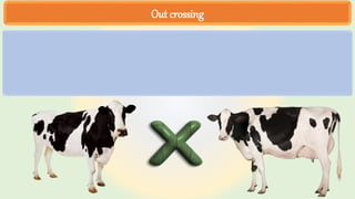 Out crossing
 