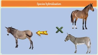 Species hybridization
 