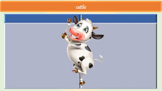 cattle
 