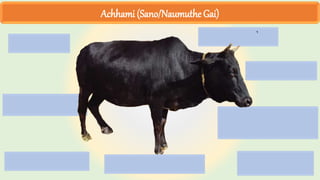 Achhami (Sano/Naumuthe Gai)
 