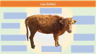 Lulu (Kirkho)
 
