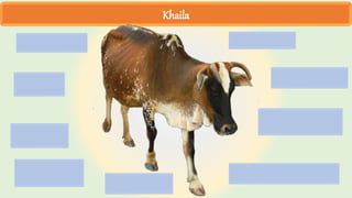 Khaila
 