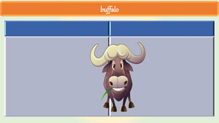 buffalo
 