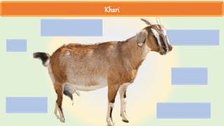 Khari
 