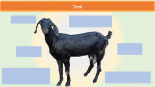 Terai
 