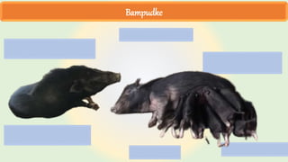 Bampudke
 