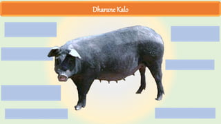 Dharane Kalo
 