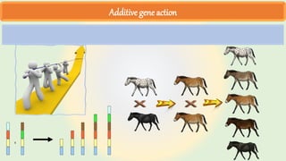 Additive gene action
 