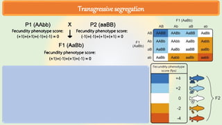 Transgressive segregation
 