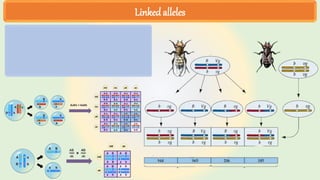 Linked alleles
 