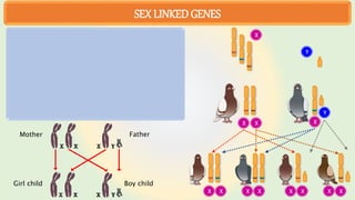 SEX LINKED GENES
X
Y
X X X
Y
X X X X X X X X
Mother Father
Boy child
Girl child
 