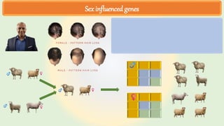 Sex influenced genes
 
