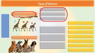 Types of Selection
 