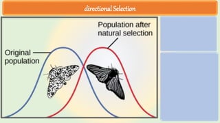 directional Selection
 