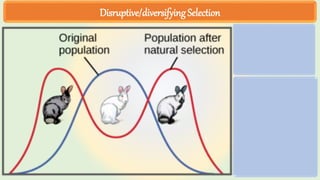Disruptive/diversifying Selection
 