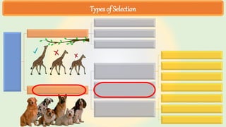 Types of Selection
 
