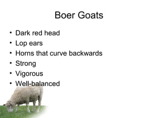 Boer Goats
• Dark red head
• Lop ears
• Horns that curve backwards
• Strong
• Vigorous
• Well-balanced
 