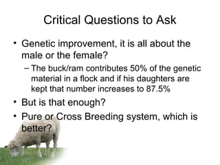 Critical Questions to Ask
• Genetic improvement, it is all about the
male or the female?
– The buck/ram contributes 50% of the genetic
material in a flock and if his daughters are
kept that number increases to 87.5%
• But is that enough?
• Pure or Cross Breeding system, which is
better?
 
