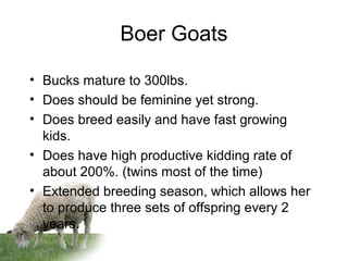 Boer Goats
• Bucks mature to 300lbs.
• Does should be feminine yet strong.
• Does breed easily and have fast growing
kids.
• Does have high productive kidding rate of
about 200%. (twins most of the time)
• Extended breeding season, which allows her
to produce three sets of offspring every 2
years.
 
