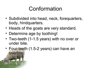 Conformation
• Subdivided into head, neck, forequarters,
body, hindquarters.
• Heads of the goats are very standard.
• Determine age by toothing!
• Two-teeth (1-1.5 years) with no over or
under bite.
• Four-teeth (1.5-2 years) can have an
overbite.
 