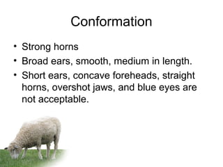 Conformation
• Strong horns
• Broad ears, smooth, medium in length.
• Short ears, concave foreheads, straight
horns, overshot jaws, and blue eyes are
not acceptable.
 