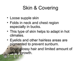 Skin & Covering
• Loose supple skin
• Folds in neck and chest region
especially in bucks.
• This type of skin helps to adapt in hot
climates.
• Eyelids and other hairless areas are
pigmented to prevent sunburn.
• Short glossy hair and limited amount of
winter growth.
 