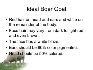 Ideal Boer Goat
• Red hair on head and ears and white on
the remainder of the body.
• Face hair may vary from dark to light red
and even brown.
• The face has a white blaze.
• Ears should be 80% color pigmented.
• Head should be 50% colored.
 