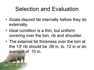 Selection and Evaluation
• Goats deposit fat internally before they do
externally.
• Ideal condition is a thin, but uniform
covering over the loin, rib and shoulder.
• The external fat thickness over the loin at
the 13th
rib should be .08 in. to .12 in or an
average of .10 in.
 