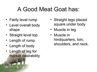 A Good Meat Goat has:
• Fairly level rump
• Level overall body
shape
• Straight level top
• Length of rump
• Length of body
• Length of leg for
market desirability
• Straight legs placed
square under body
• Muscle in leg
• Muscle in
hindquarters, loin,
shoulders, and neck.
 