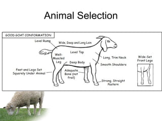 Animal Selection
 