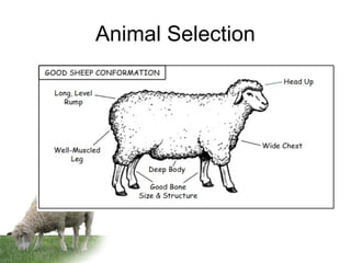 Animal Selection
 
