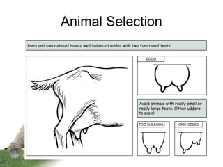 Animal Selection
 