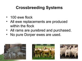 Crossbreeding Systems
• 100 ewe flock
• All ewe replacements are produced
within the flock
• All rams are purebred and purchased.
• No pure Dorper ewes are used.
 