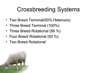 Crossbreeding Systems
• Two Breed Terminal(50% Heterosis)
• Three Breed Terminal (100%)
• Three Breed Rotational (86 %)
• Four Breed Rotational (93 %)
• Two Breed Rotational
 
