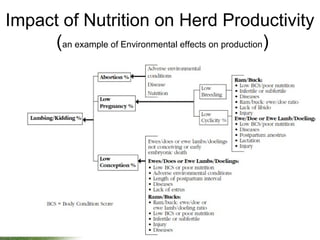 Impact of Nutrition on Herd Productivity
(an example of Environmental effects on production)
 