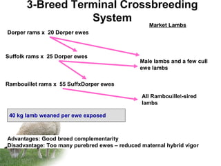 3-Breed Terminal Crossbreeding
System
Rambouillet rams x 55 SuffxDorper ewes
Suffolk rams x 25 Dorper ewes
Dorper rams x 20 Dorper ewes
Market Lambs
Male lambs and a few cull
ewe lambs
All Rambouillet-sired
lambs
Advantages: Good breed complementarity
Disadvantage: Too many purebred ewes – reduced maternal hybrid vigor
40 kg lamb weaned per ewe exposed
 