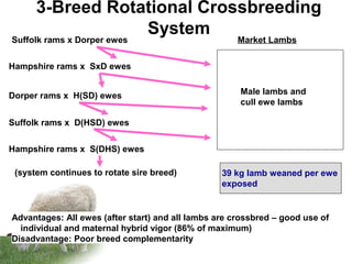3-Breed Rotational Crossbreeding
System
Dorper rams x H(SD) ewes
Hampshire rams x SxD ewes
Suffolk rams x Dorper ewes Market Lambs
Advantages: All ewes (after start) and all lambs are crossbred – good use of
individual and maternal hybrid vigor (86% of maximum)
Disadvantage: Poor breed complementarity
39 kg lamb weaned per ewe
exposed
Suffolk rams x D(HSD) ewes
Hampshire rams x S(DHS) ewes
Male lambs and
cull ewe lambs
(system continues to rotate sire breed)
 