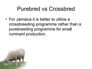 Purebred vs Crossbred
• For Jamaica it is better to utilize a
crossbreeding programme rather than a
purebreeding programme for small
ruminant production.
 