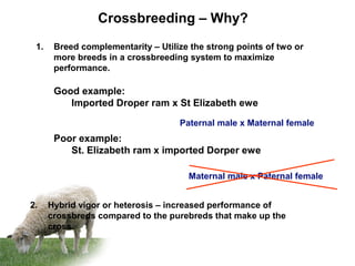 Crossbreeding – Why?
Paternal male x Maternal female
Maternal male x Paternal female
1. Breed complementarity – Utilize the strong points of two or
more breeds in a crossbreeding system to maximize
performance.
Good example:
Imported Droper ram x St Elizabeth ewe
Poor example:
St. Elizabeth ram x imported Dorper ewe
2. Hybrid vigor or heterosis – increased performance of
crossbreds compared to the purebreds that make up the
cross.
 
