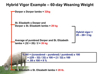 Hybrid Vigor Example – 60-day Weaning Weight
Dorper x Dorper lambs = 32kg
St. Elizabeth x St. Elizabeth lambs = 20 lb.
St. Elizabeth x Dorper and
Dorper x St. Elizabeth lambs = 29 kg
Average of purebred Dorper and St. Elizabeth
lambs = (32 + 20) / 2 = 26 kg
Hybrid vigor =
29 – 26= 3 kg
% HV = ((crossbred – purebred) / purebred) x 100
= ((29 – 32) / 32) x 100 = (3 / 32) x 100
= .09 x 100 = 9 %
 
