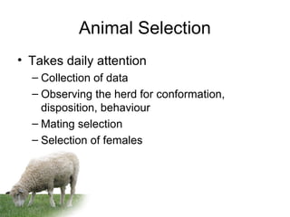 Animal Selection
• Takes daily attention
– Collection of data
– Observing the herd for conformation,
disposition, behaviour
– Mating selection
– Selection of females
 