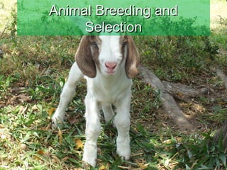 Animal Breeding andAnimal Breeding and
SelectionSelection
 
